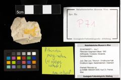 Foto (Objekt + Etiketten) von Pithonoton marginatum (Meyer, 1842) 